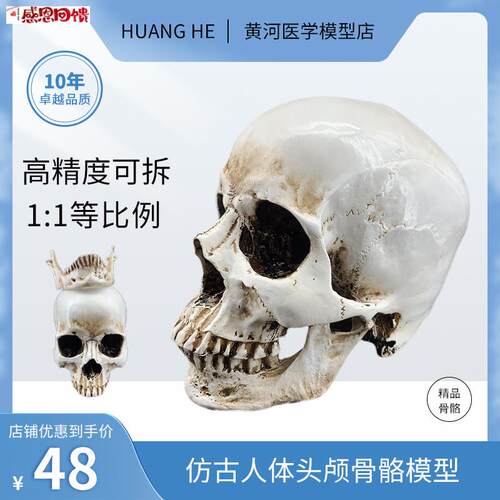 精品彷真1:1人头骨模型树脂骷髅头医r学头骨美术临摹彷古人头模型