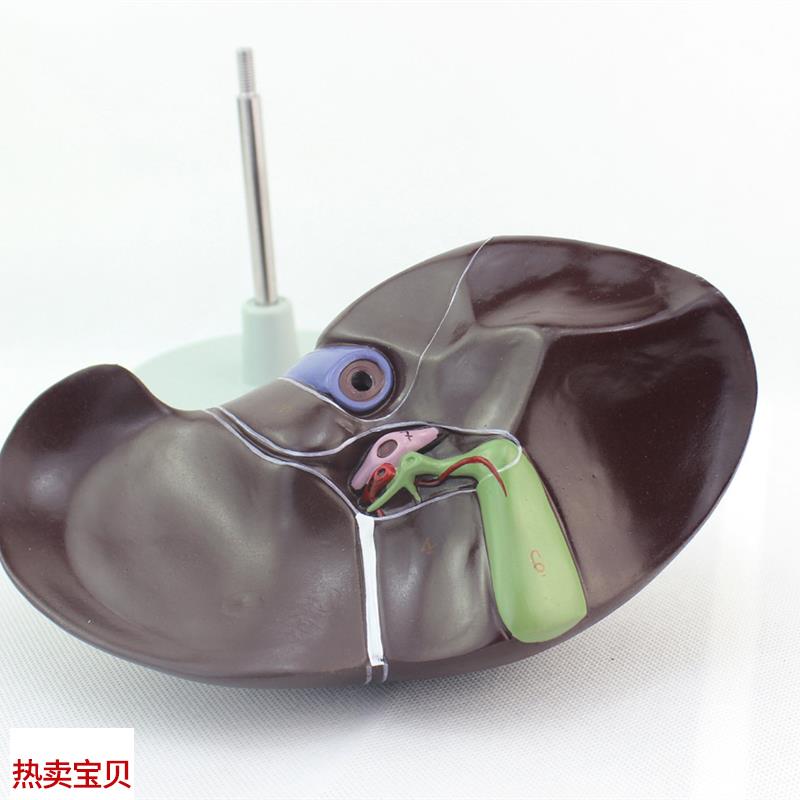 ENOVO颐诺 医学人体肝脏v模型 肝解剖模型肝门胆囊胆管结构 消化