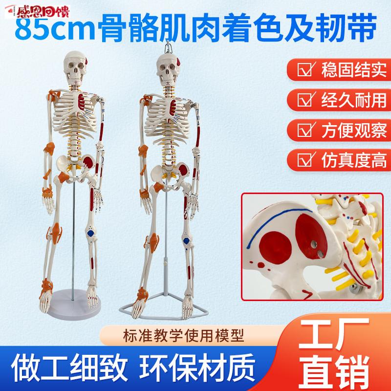 85cm人体骨骼模型成人小骷髅教学脊椎全身骨w架模型附韧带肌肉着