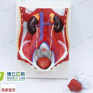 膀胱腹腔后腹壁肾解剖模型 医学人体男女性泌尿系统w模型
