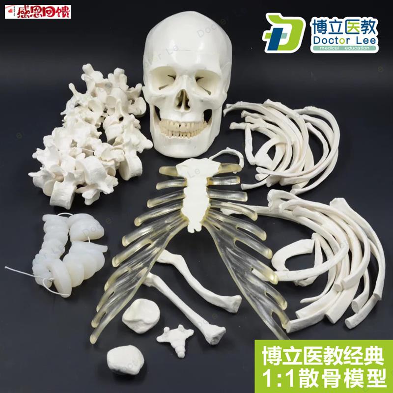 人体全身散R骨模型 170CM真人彷真骨骼骨科骨架模型艺用正骨教