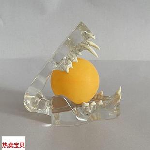 康泰模型猫咪牙齿透明口腔下颌骨动物兽R医药宠物医院教学