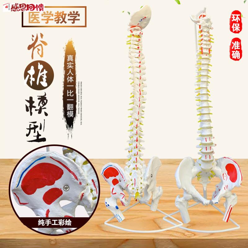 正骨彩色椎体人体脊柱模型人体骨骼模型大脊z椎成人1:1带胸椎骨