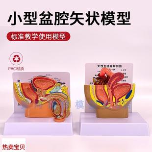 桌面型男性前列腺模型女性生殖器解剖男性女性R盆腔矢状切面示教