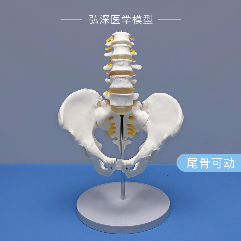 骨盆带五节腰椎模型人体关节盆骨骼神H经髋骨骶骨可活动医学教学