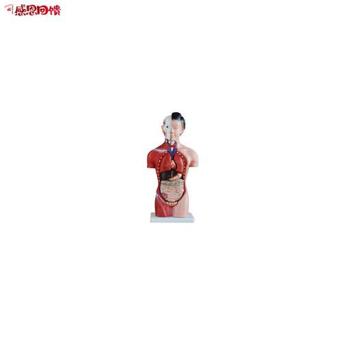 女性躯干模型1i5件 42C