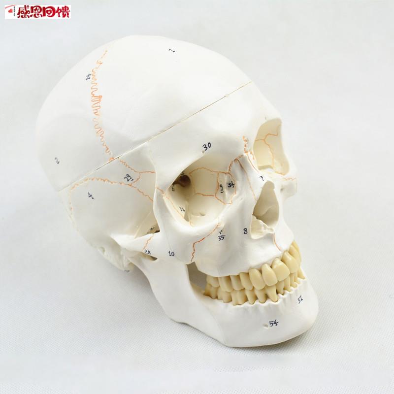 弘深人体头骨模t型颅骨骨骼模型骷髅玩具医学生骨架教学数字标