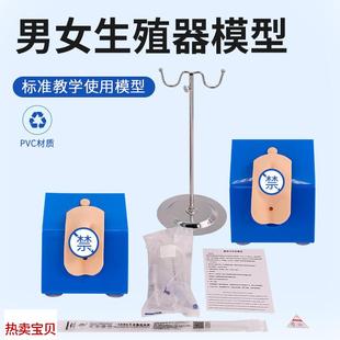 式 高级着装 女性导尿模型外u阴护理操作模块真实导尿操作训练模型