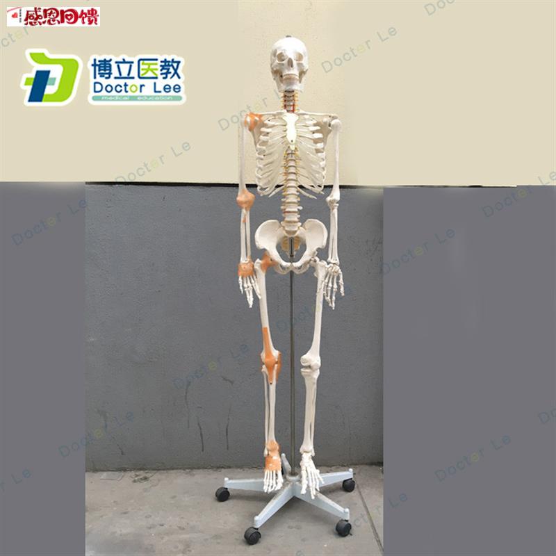 170cm骨骼骨架模型 带韧带神经脊柱教学正骨健身房A瑜伽 教学医