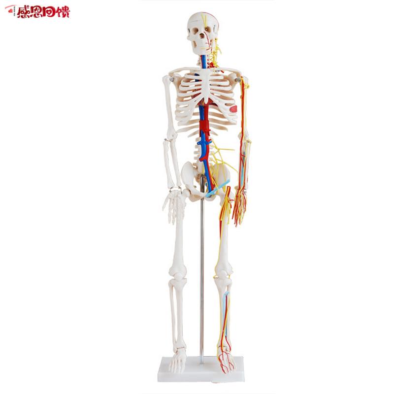 人体骨骼带心B脏与血管模型85CM (全身带支架)骨架 教学美