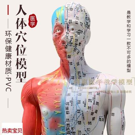 超清刻字针灸人体穴位模型经络通中医教学美L容模特85cm男人模型