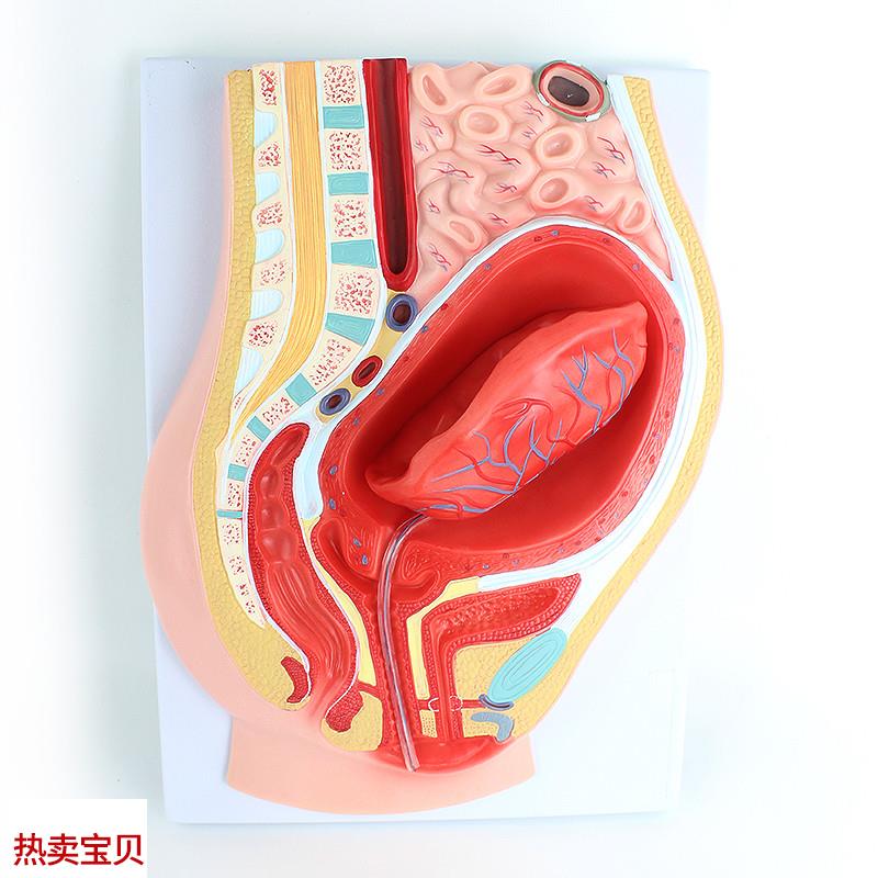 ENOVO颐诺 胎盘剥离模型s模型组织胚胎胎儿妇产科教学placenta培