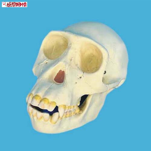 骷髅头 黑猩猩头骨模型  骨骼h 骨架 教学模型 医用教