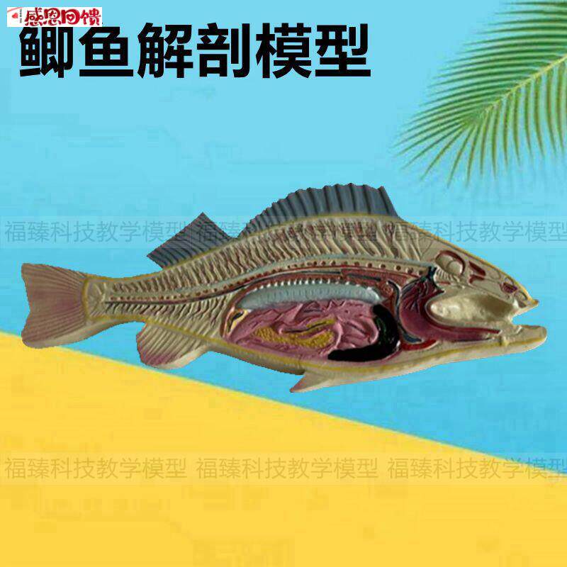 鱼类标本鲫鱼模型早教儿童玩具s生物鱼类解剖动物水产科普展示内