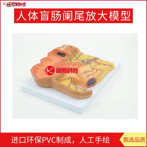 人体盲肠J阑尾放大模型尾升结回肠血管淋巴消化系统医用教学模