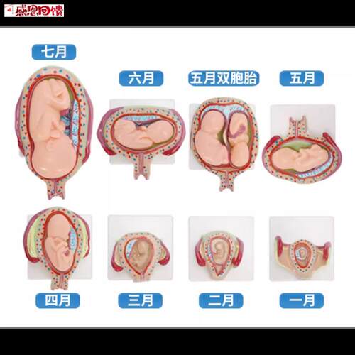 妊娠发育过程模型z 胚胎计划生育模型 胎儿发育过程模