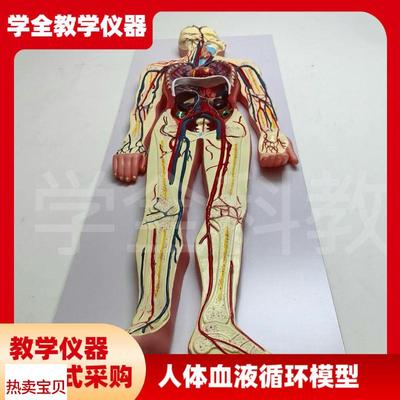 医学仿真人体血液循环系统模型心脏外G科动脉静脉神经血管解剖教
