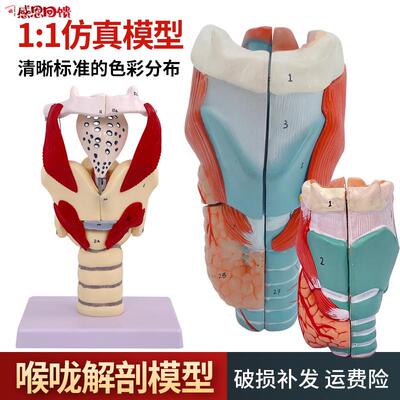 2倍放大咽喉模型喉解剖发音练习Y喉甲状腺喉结喉头喉咙 教学仿