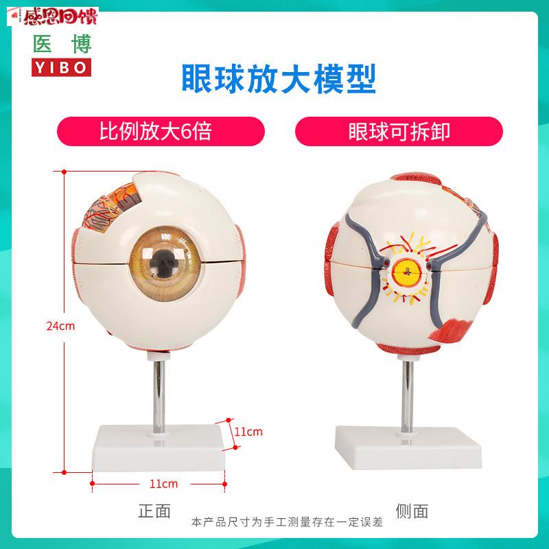 医博人体r眼球模型 眼睛眼球结构解刨模型放大6倍 医用人体眼球模