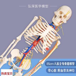 人体骨骼模型85cm全身骨架骷髅带心脏神经血管骨科医学.生教学模