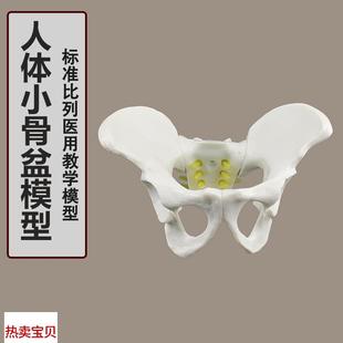 模型 小型五节腰椎带盆骨 附椎间盘神A经模型 人体骨骼模型 骨架