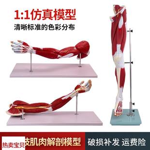 医学人体b自然大上下肢腿部肌肉局部解剖模型运动康复运动健身教