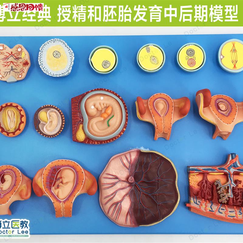 授精和胚胎发育中后期模型 妇科计生展p示胎儿孕育过程模型 卵细