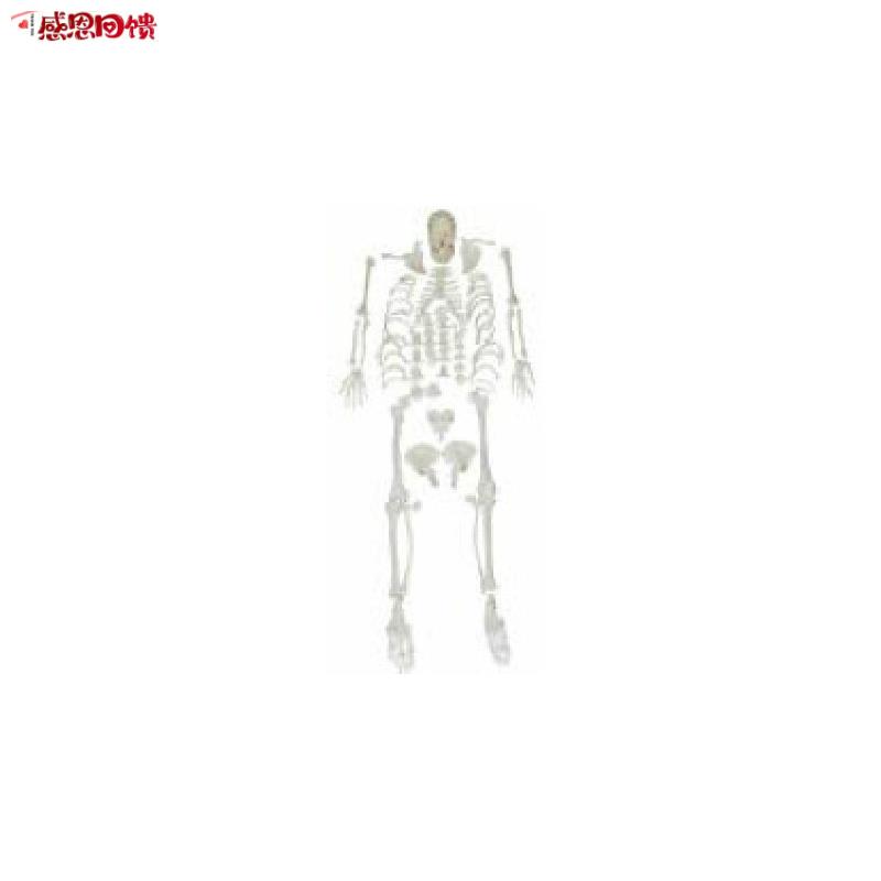 全身散骨模型 医学人体骨骼解剖模型o 骨架 教学培训特价促