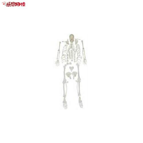 全身散骨模型 医学人体骨骼解剖模型o 骨架 教学培训特价促