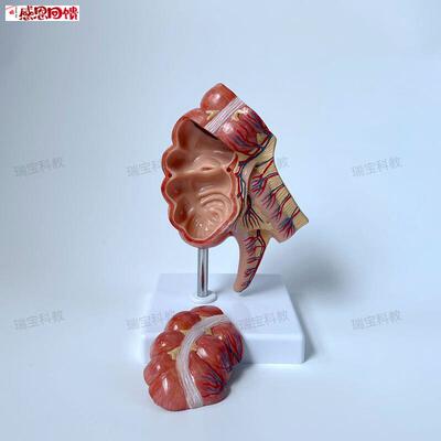盲肠模型回盲部阑尾肠系膜人体消化道外科r解剖教学模具肛肠科医