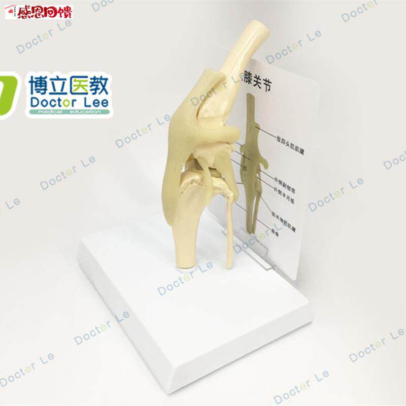 狗膝关节模型带韧带逼真狗骨架骨骼宠物医院教Q学用品精品关节模