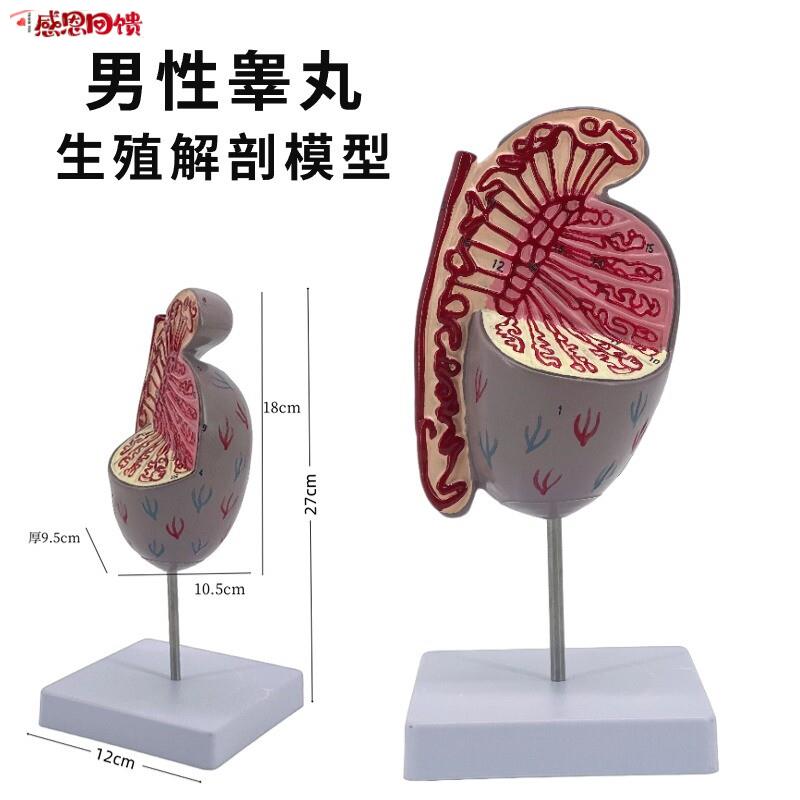 男性睾丸模型 生M殖睾丸结构模型生殖泌尿模型 男性生殖器解剖模