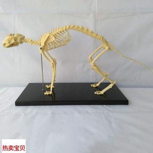 猫骨骼模型仿真i塑胶动物倒模骨头犬骨架狗狗骨髅大型犬宠物兽医