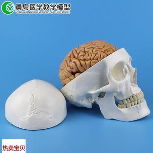 教学模型 人头骨带a八片粉红脑模型 人体模型
