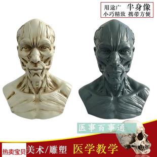 人体骷髅头骨模型艺用q头骨造景骷颅头骨摆件医用教学美术大脑模