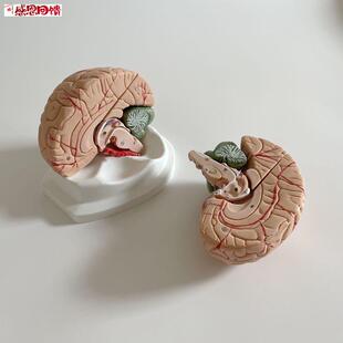 脑解剖模型脑干延髓小脑额叶颞叶端脑神经科大脑M皮层功能定位促
