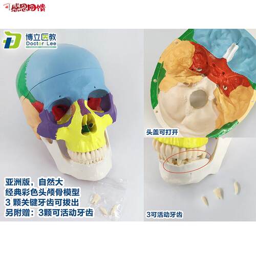 医用艺用头颅骨头骨B教学仿真颅骨模型骷髅头模型彩色头颅着亚