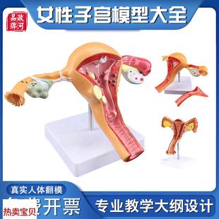 政河女性a子宫模型内生殖器官结构解剖人体教学病理卵巢医院学校