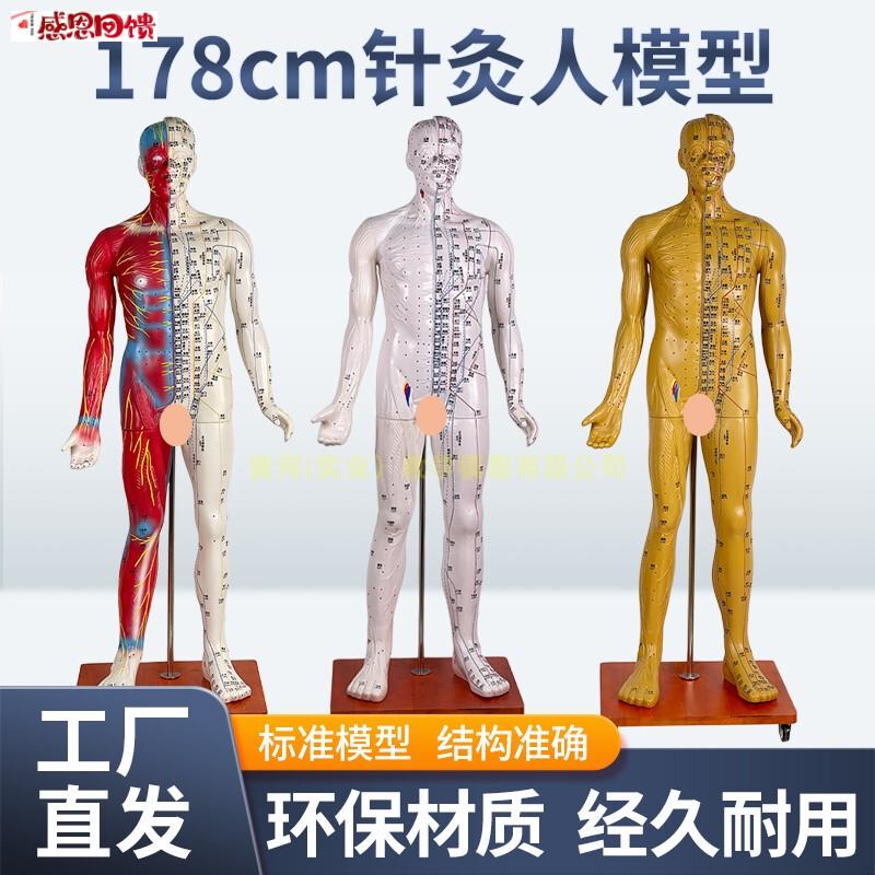 人体经络穴位模型178cm针灸铜人模u型 穴位清晰可辨的中医教学器