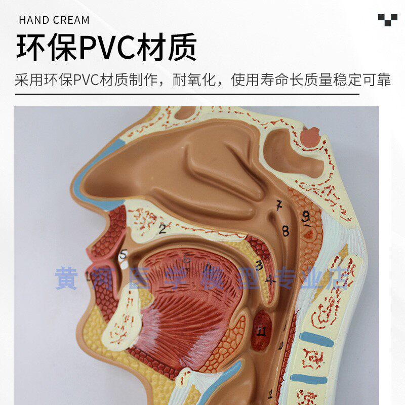 人体消化系统模型j 消化道胃冠状剖面 鼻咽喉 大小肠 胃解剖模型