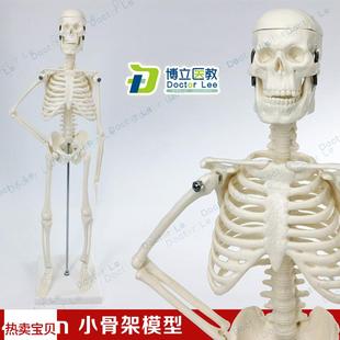 美术教学迷你人体j骨骼模型45cm小骨架模型可拆卸教学医用万圣节