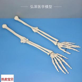 人体上肢骨骼模型肱骨桡骨尺骨手掌骨手臂腕肘关节V自然大教学道