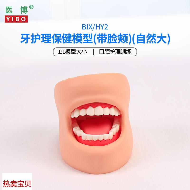 医博BIX-HeY2牙齿保健护理模型带脸颊正常大小1比1牙齿模型 口腔