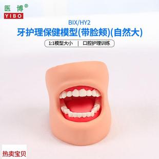 HeY2牙齿保健护理模型带脸颊正常大小1比1牙齿模型 医博BIX 口腔