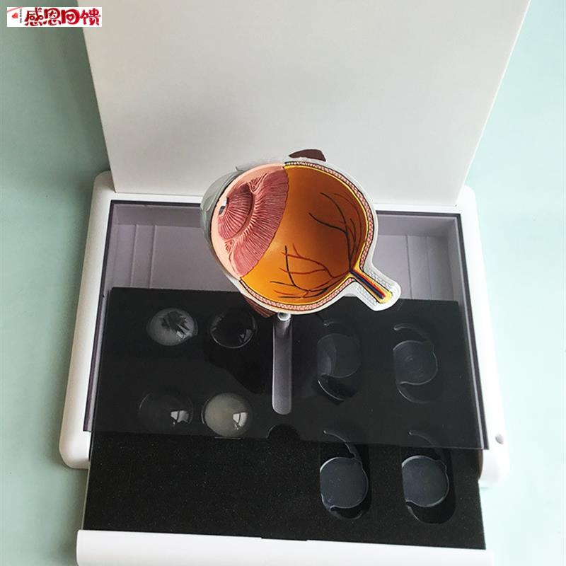 眼睛新款模型晶片虹膜器官解剖白内障光学 教仪医用k医学教学 教