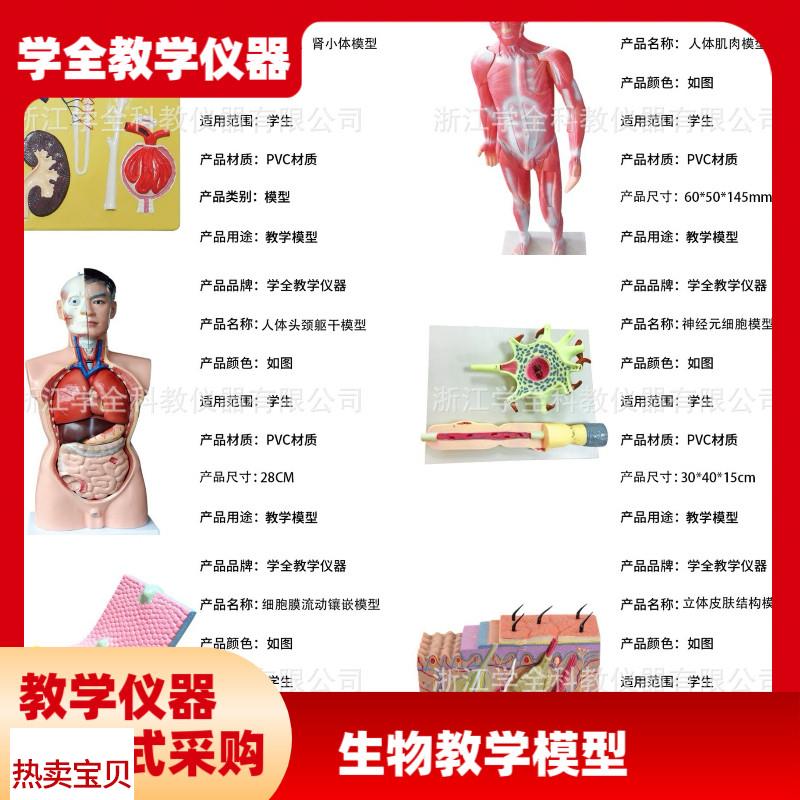 教学学生模e型生物模型初高中实验器材中学生物教学教学解剖模型