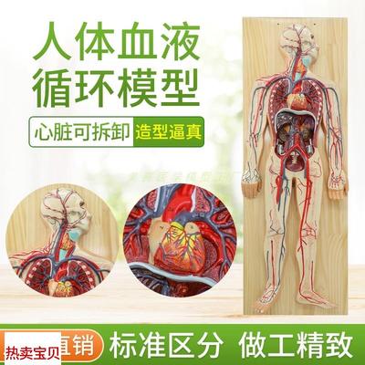 人体血液循环系统模型心脑血液循环静脉动脉解剖模U型心脏教学模