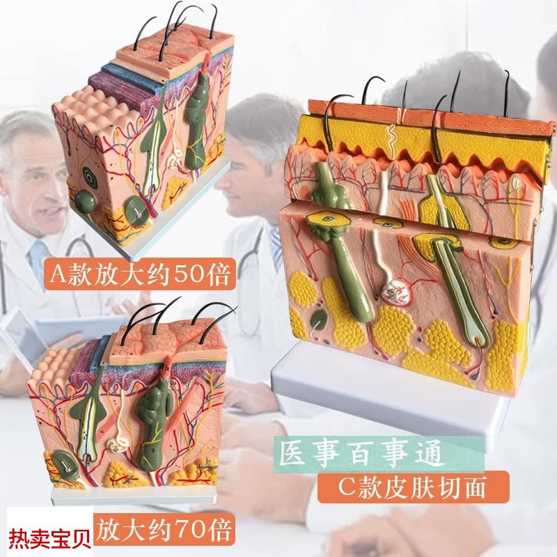 皮肤模型 人体皮肤结o构模型 皮肤层次构造 皮肤放大解剖模型美容
