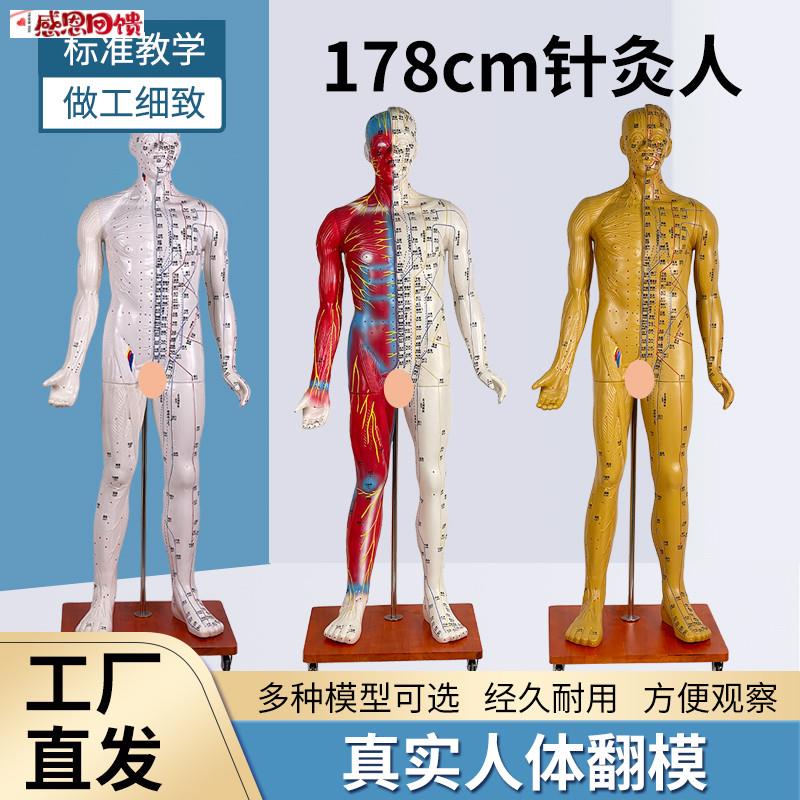 178ChM针灸穴位人体经络模型人 中医按摩全身十二经络图铜人经络