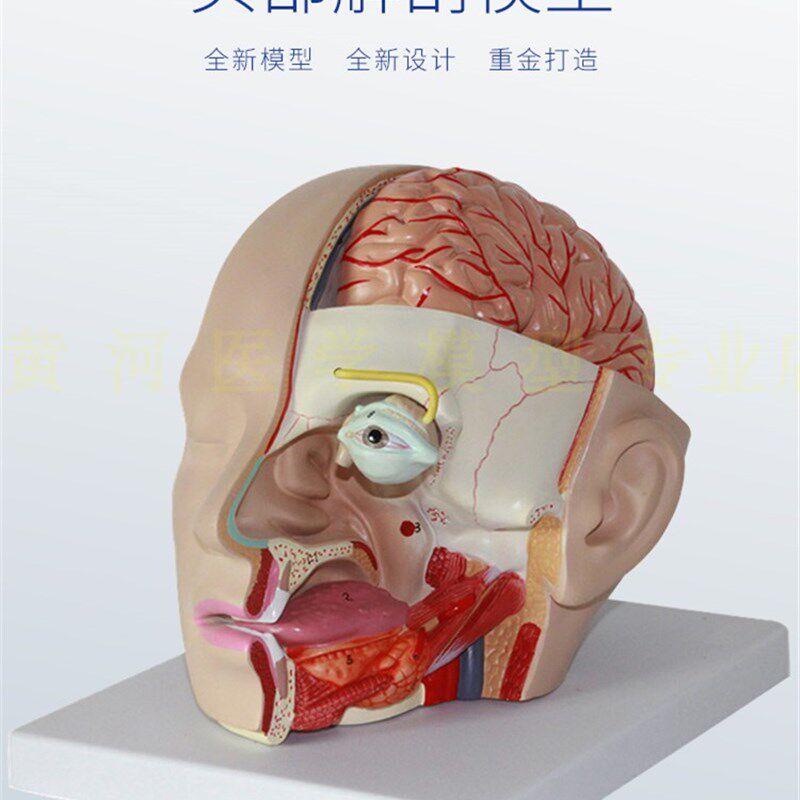 头部附脑动脉模型 人体脑部解剖模型 口腔J鼻咽喉 头部颅脑外科